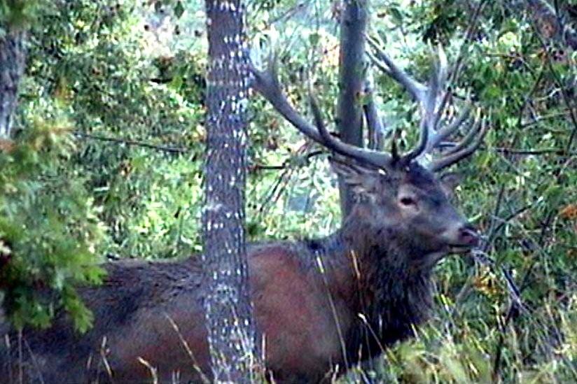 PASSIONE PER IL CERVO